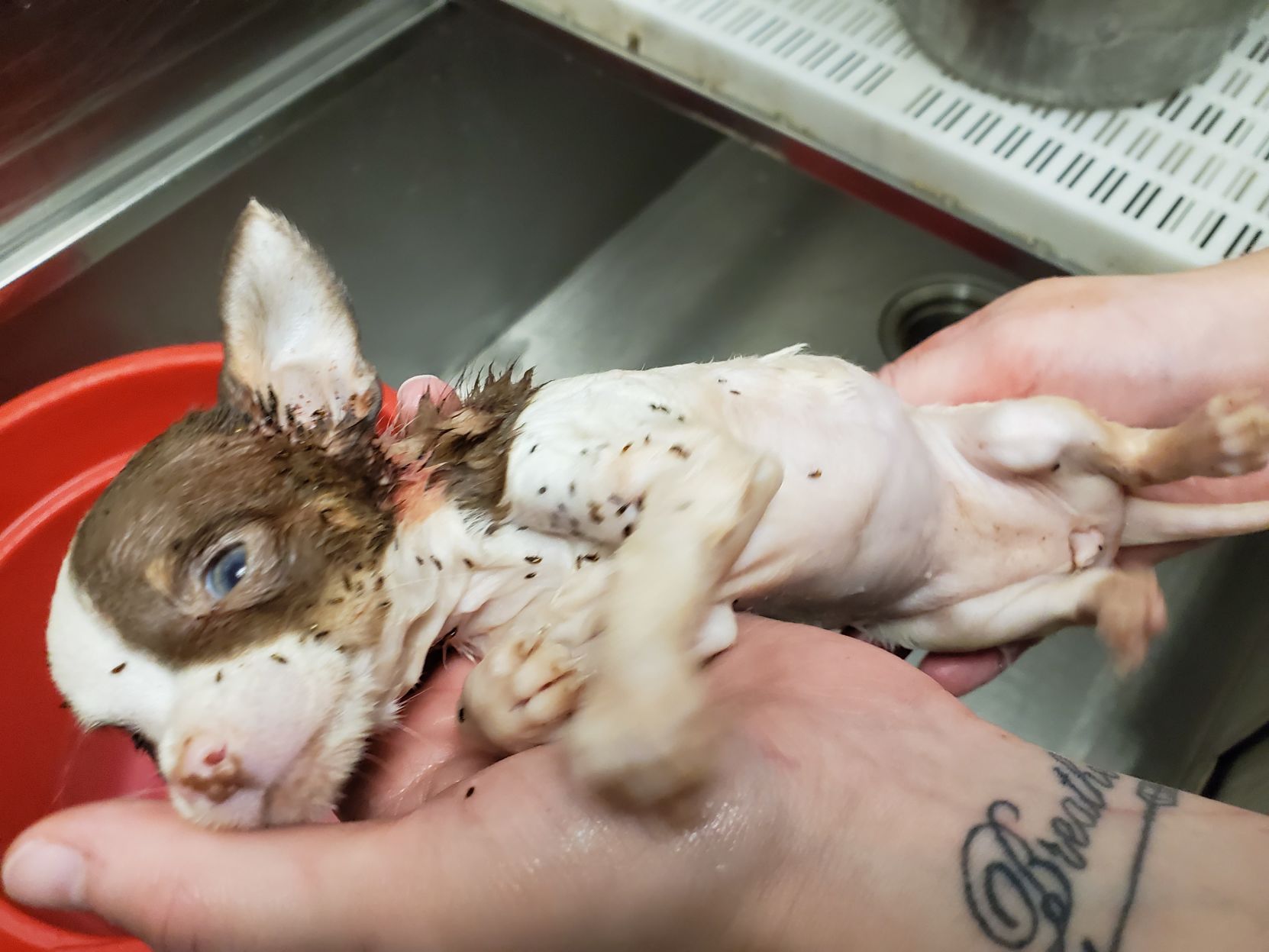 PUP FLEAS 4.jpg
